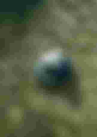 A blue bucket hat floating in clear, shallow water with scattered green seaweed on a sandy bottom.