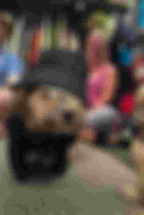A dog in a black bucket hat and shirt sits on the floor of a surf shop, with surfboards and smiling people in the background.