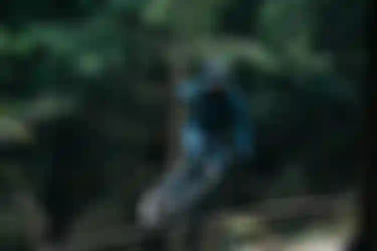 ION SHELTER 24 guard intro