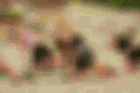 Women doing a yoga lesson on the beach