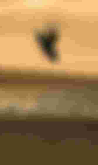 Camille Losserand Ion Water Kite