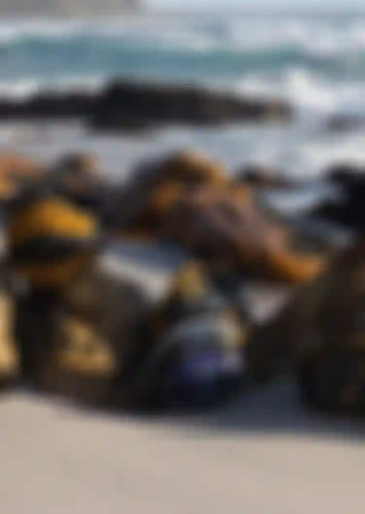 Various harnesses rest on rocks by a sandy beach, with waves and distant cliffs in the background.