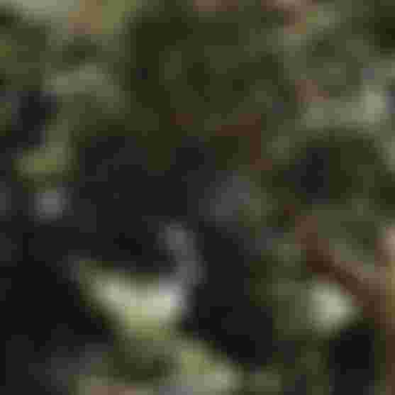 Road with trees overhead