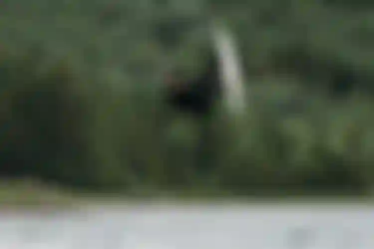 Kitesurfer in black wetsuit performing aerial trick above a lake with dense green forest in the background during rainy conditions.