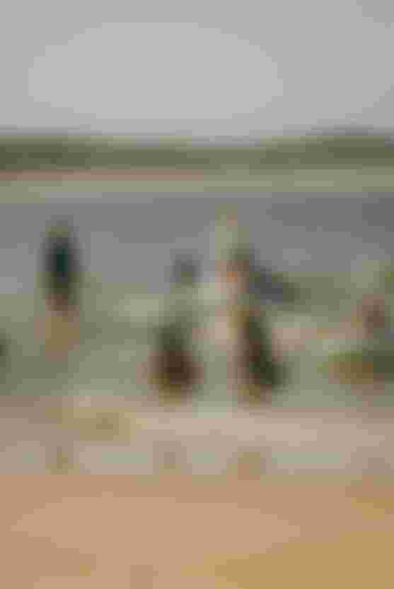 People enjoying a sunny day at the beach, floating on inflatable toys in the water with a sandy shore and trees in the background.
