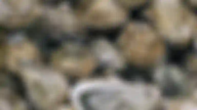 oystershell-powder.jpeg